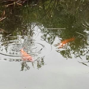 向来缘浅