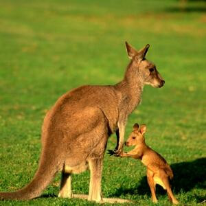 书是人类的好友