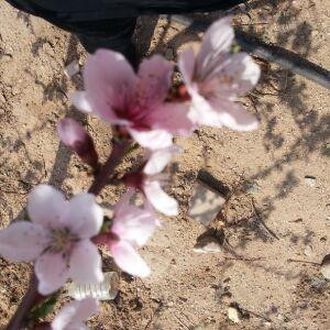 沙漠桃花