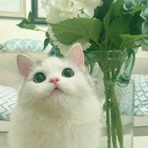 梦过无痕