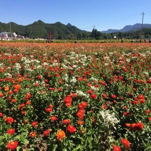 好运李