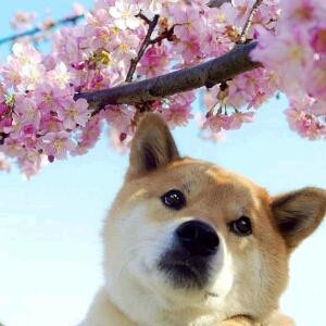 兔宁丶