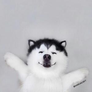 赵袁