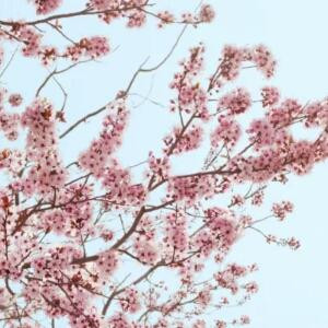 君梓卿