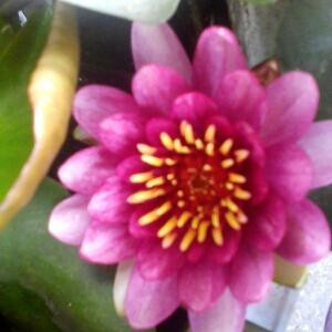 小芳