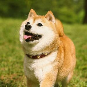 随你便