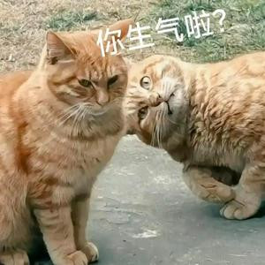 都城尘亦红