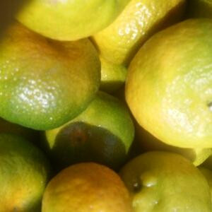 斑驳凄凉的记忆