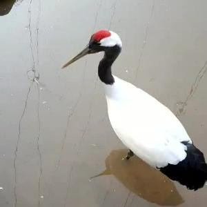 大G