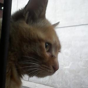 爱晗