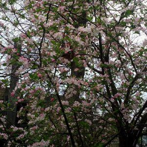 风宗逊