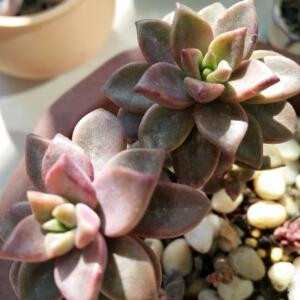 seafly