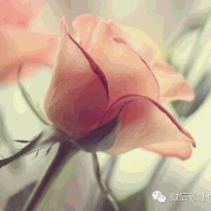 幽兰