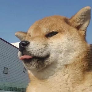 安小迪啊