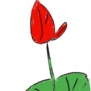 鸢尾果茶