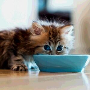 猫猫雪樱