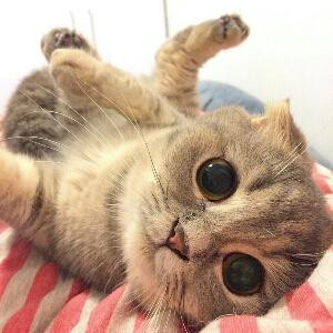 狂儿