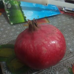 书痴