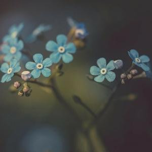 黄灿灿可爱兔兔