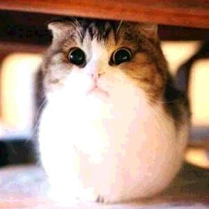 tntcat