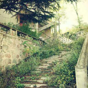 等我回家的流浪猫