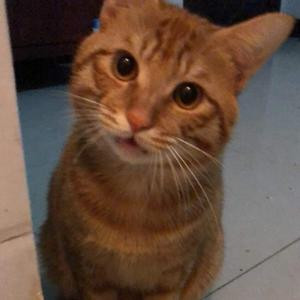 青墨