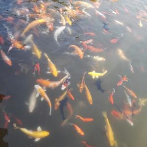 爱你依旧