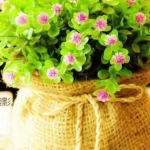 林妹妹