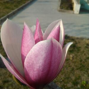 似水年华