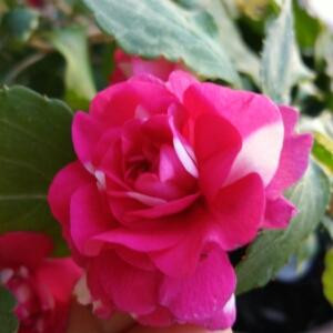莹润之花