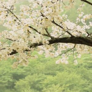 高守如云的世界