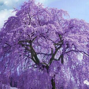 蓝花楹