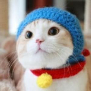 猫儿也疯狂
