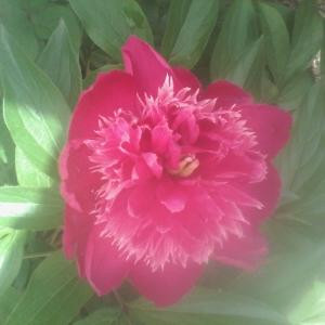 太超级疯子火牛