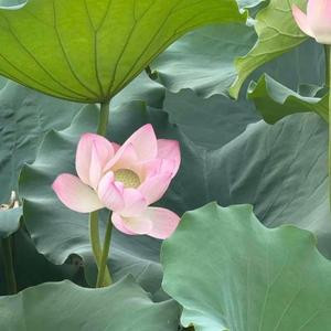 传