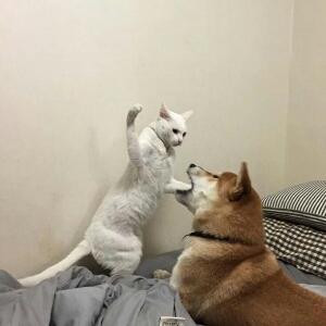 黎可安