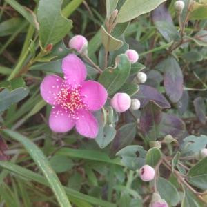 早茶留香