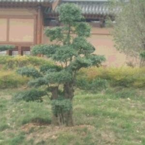 风儿