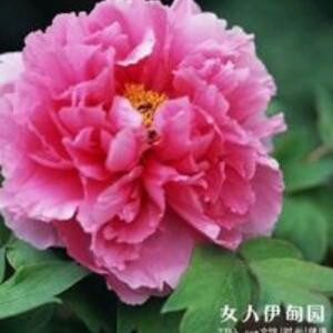 小高