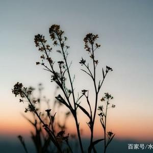 牛蒡未