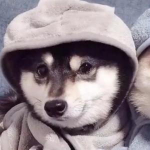 橘