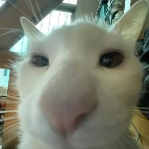 咪咪