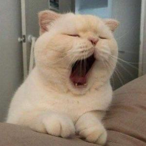 Zzzz