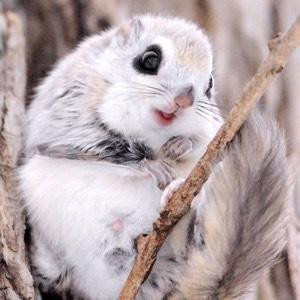 小草