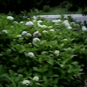 i486883972豆豆