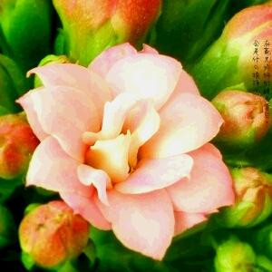 醉卧海棠石上眠