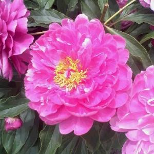 老杨518