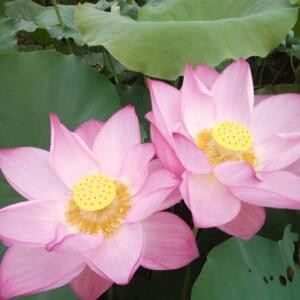 芝芝