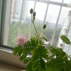 小白