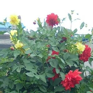 曼珠沙华开彼岸